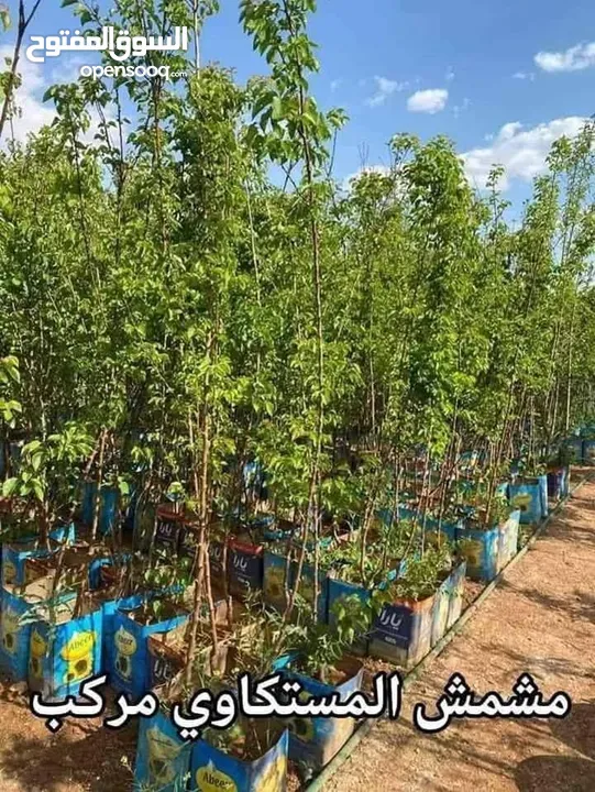 مشاتل الرويال لزراعه ومتابعه الاشجار