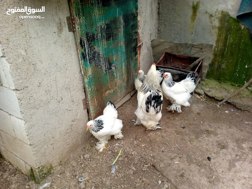 بيت دجاج براهيم وباكستاني