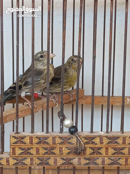 فراخ بندوق حسون للبيع