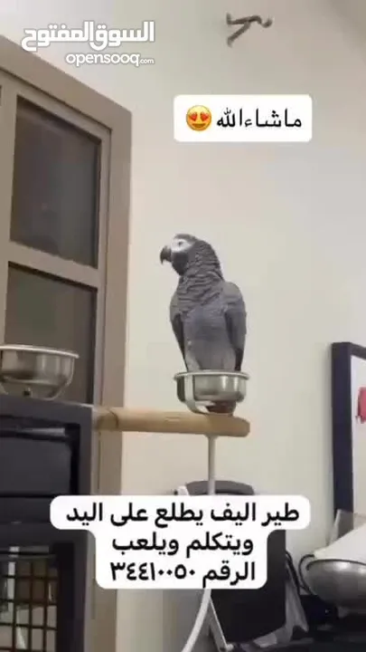 يتكلم وايد كلام