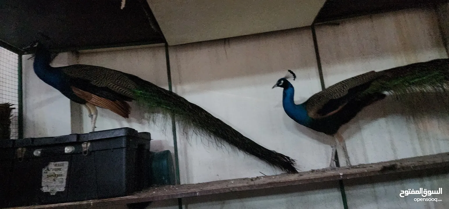 ( white is sold )peacock family 4, عائلة طواويس4