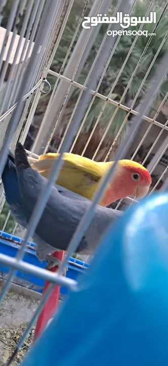 جوزين روز وجوزين كوكتيل