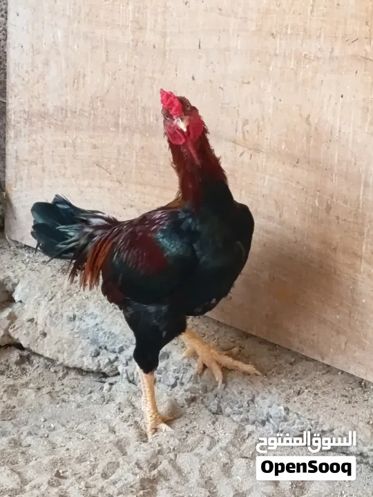 An foreigner Breed:  Fighter Chicken With Great Muscles...
