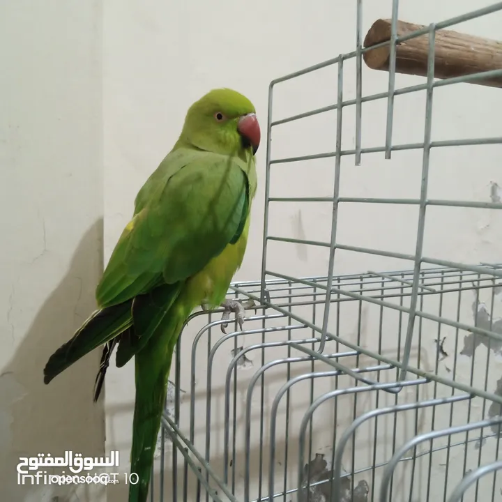 طير درة للبيع