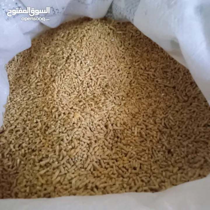 صوص دجاج بلدي صحراوي نخب ما شاء الله العمر 17 يوم ماخذ جميع المطاعيم والفيتامينات