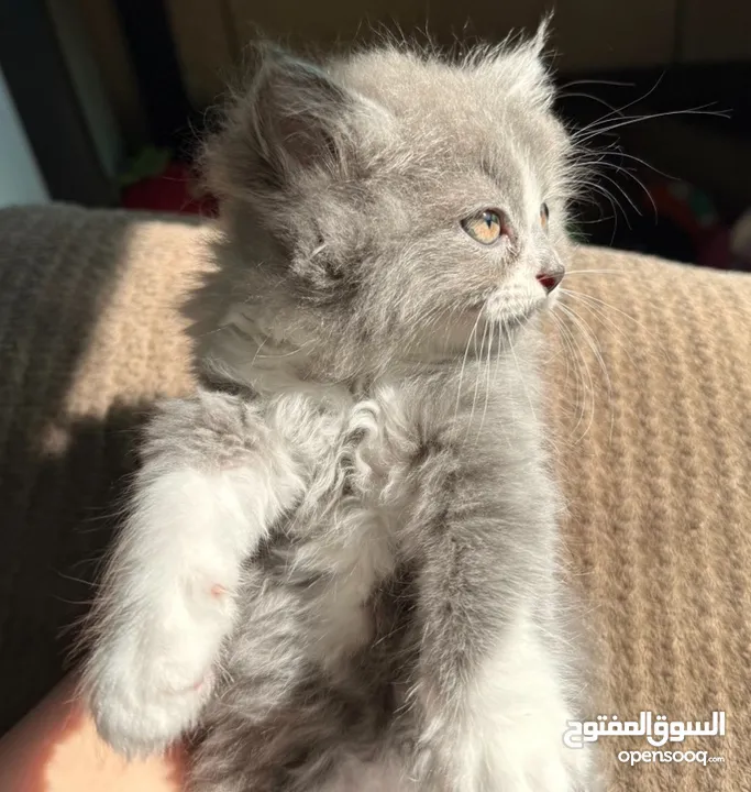 لونا النوع شيرازي هملايا انثى عمر شهرين