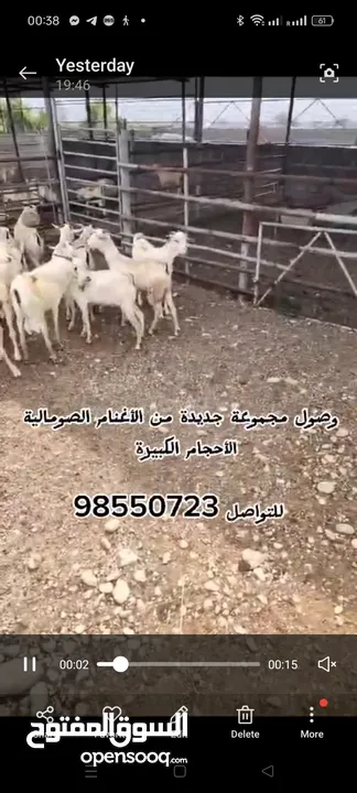 بيع المواشي