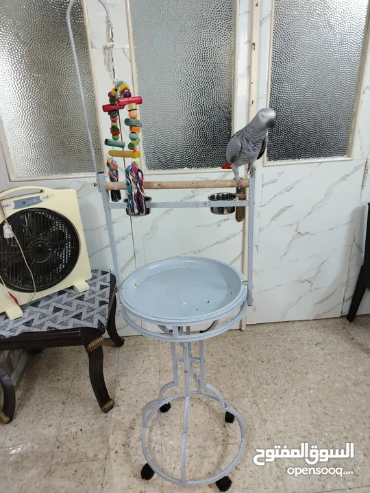 استاند الببغاء الكاسكو