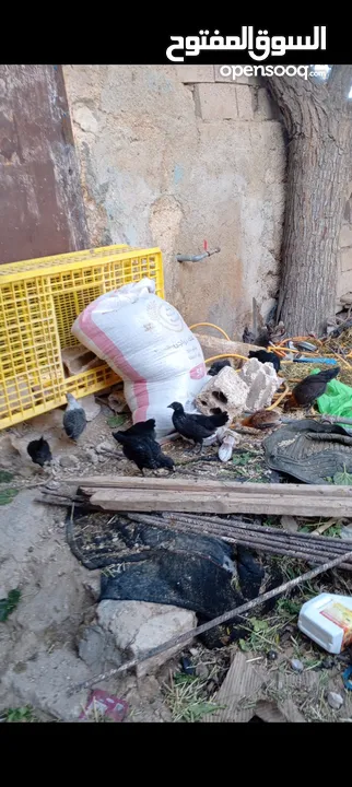 فراخ بلدي عمر شهرين واسبوع مطعمات جميع التطعيمات صحه ونظافة وحجم