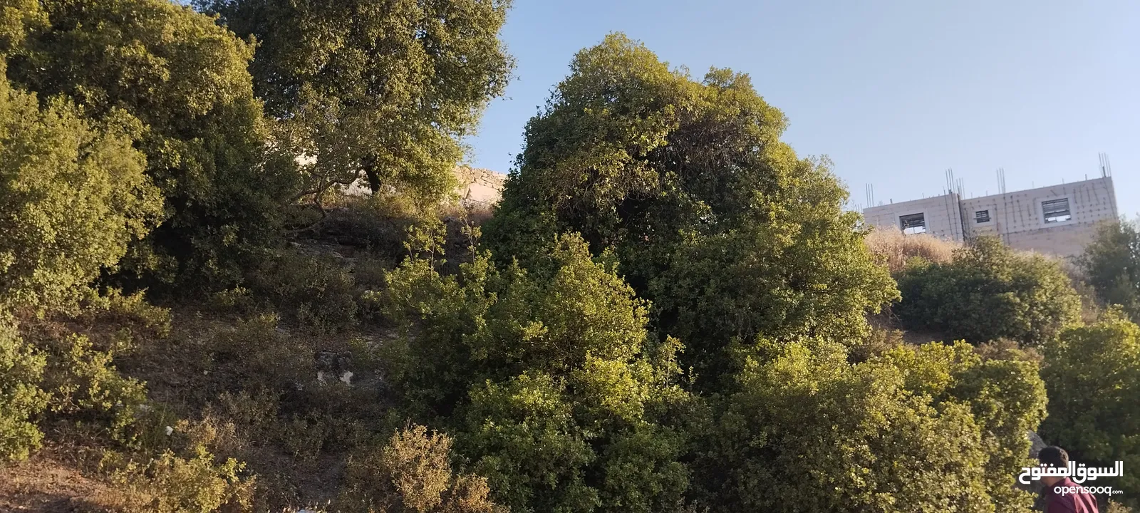 عقارات النسر الذهبي ابو قصي