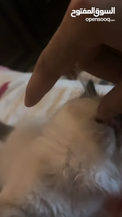 Ragdoll cat  قطط راغدول