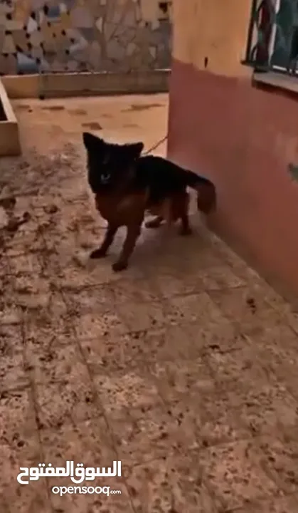 جيرمن شيبرد german shepherd