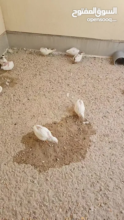 سمان صيني ( الملكي)