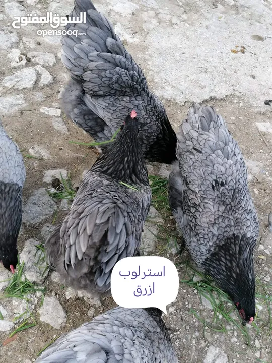 بيض وصوص من الانواع الي في الصور