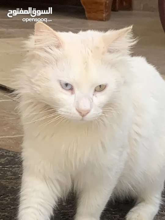 قط تركي رائع