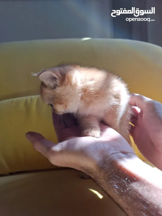 pure bred Scottish fold kittens 4 available for sale