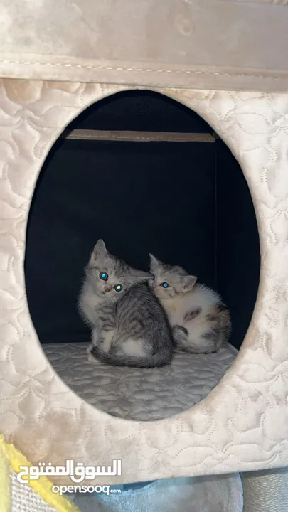 2 Small Little Kittens