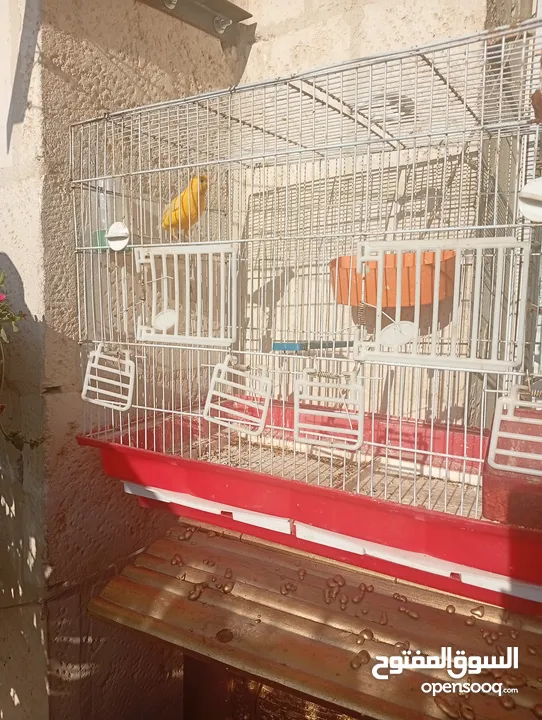 طيور كناري بحالة ممتازة جدا