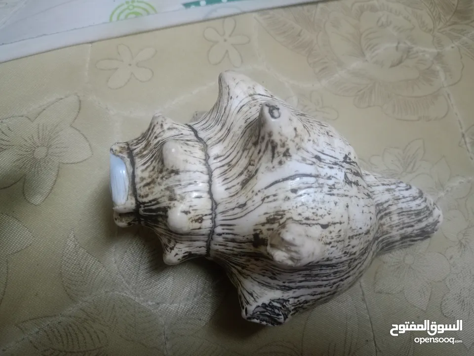 للبيع خنجر قرن زراف هندي مع حزام زري ومعه جم