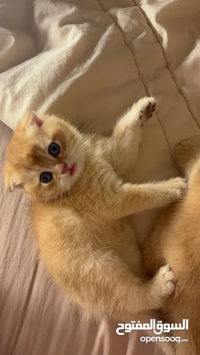 قولدن سكوتش فولد golden scottish fold