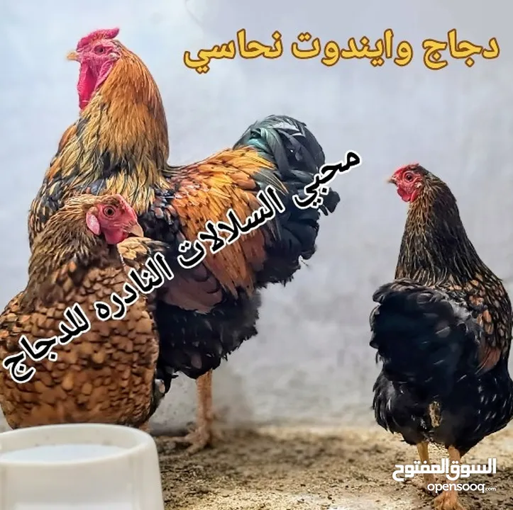 بيض مخصب و صيصان لسلالات دجاج نادره على مستوى العالم