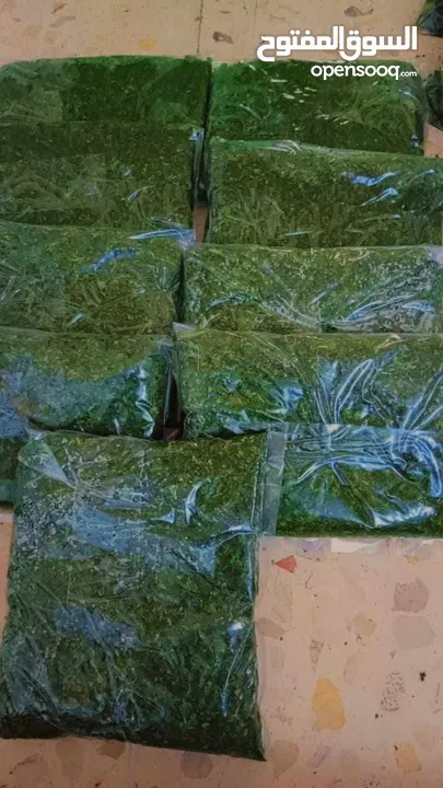 ملوخيه مفرزه وجاهزه للطبيخ
