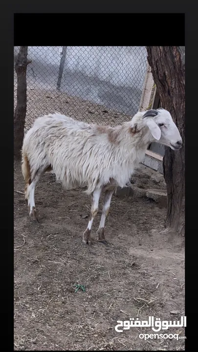 جعد وغنم للبيع رقم تواصل ف الوصف