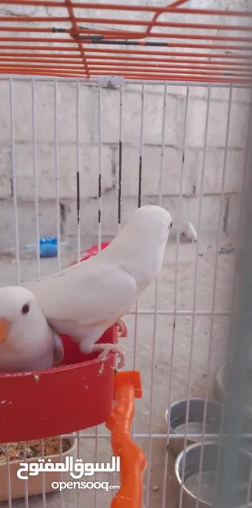 جوزين روز البينو مع فراخ مفطومه