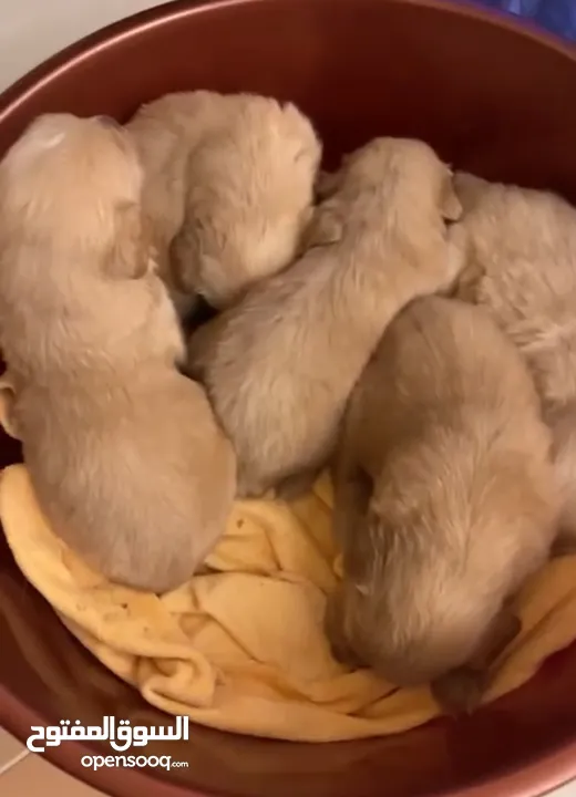 Golden retriever puppies