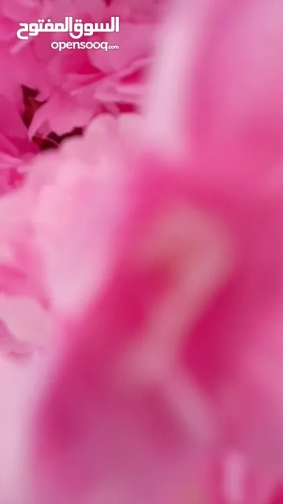 شجر اللوز الصناعي اقرب للطبيعي نيلي ابيض زهر