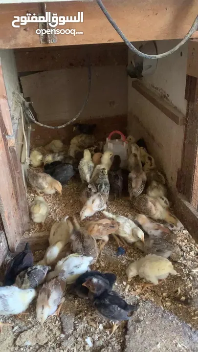 ديوك لمبرجيني و صيصان صحة و نظافة  بلدي للبيع