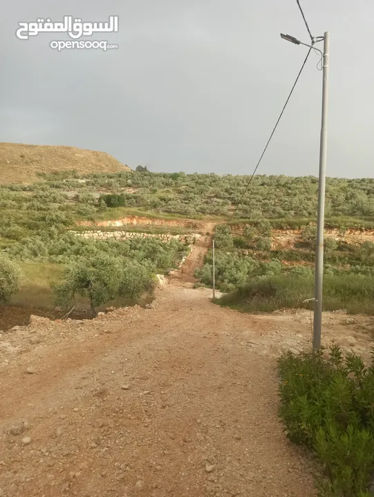 ارض للبيع منطقة جيوس قلقيلية