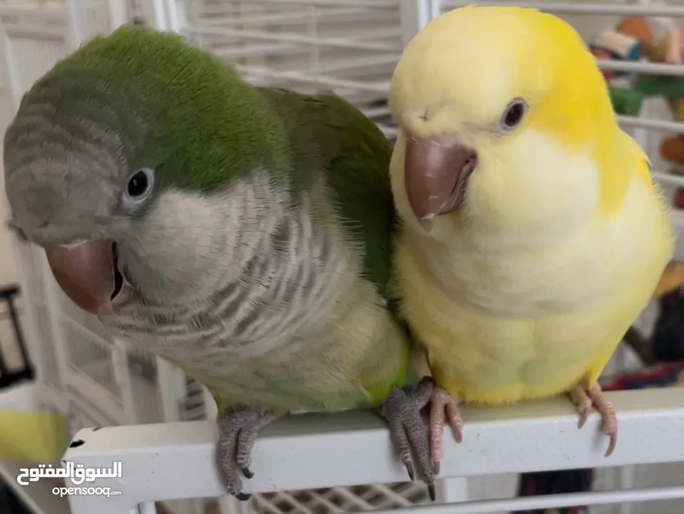 Pair of Quaker Parrots