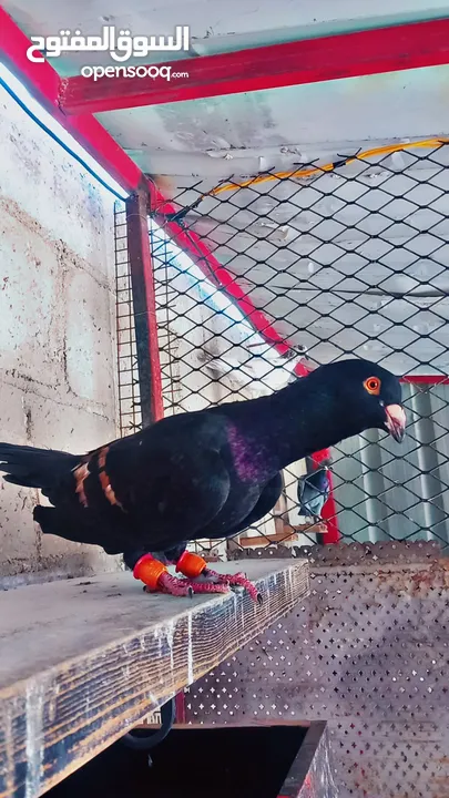 جواز حمام للبيع