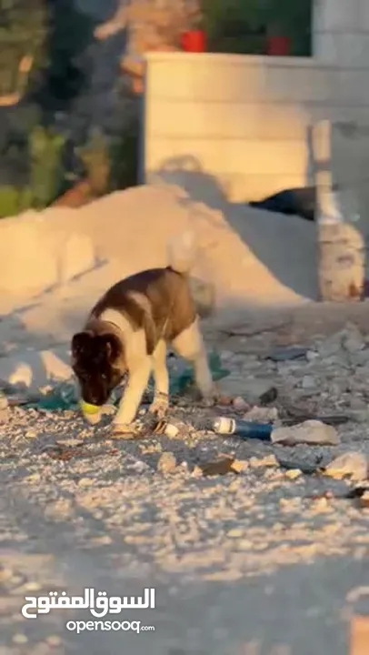 اكيتا امريكي