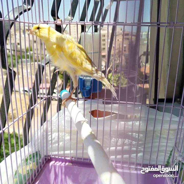 عصافير وطيور للبيع
