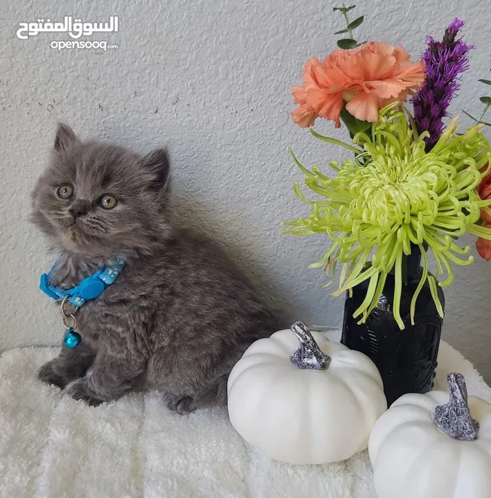 British shorthair kittens  born on November 20 /2024 this beau