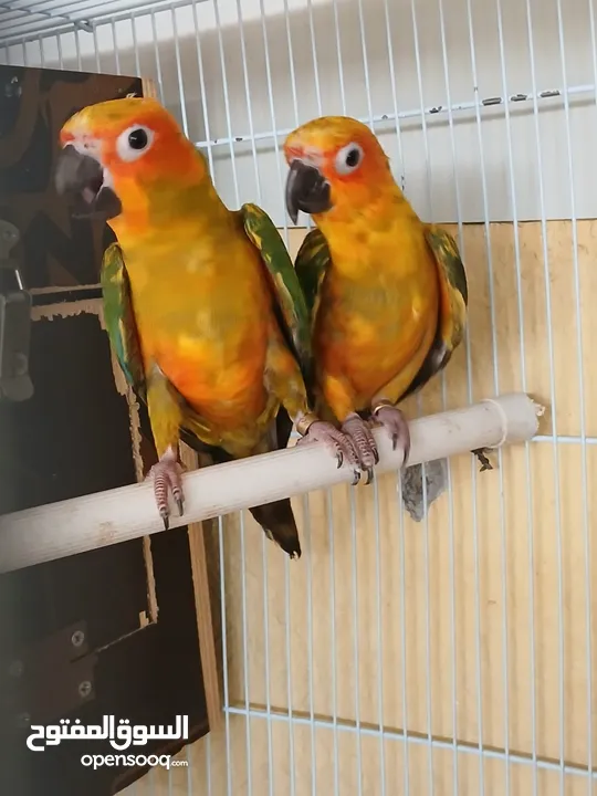 sun conure pair with DNA