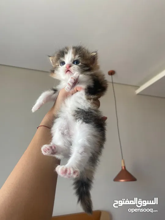 Kitten Persian