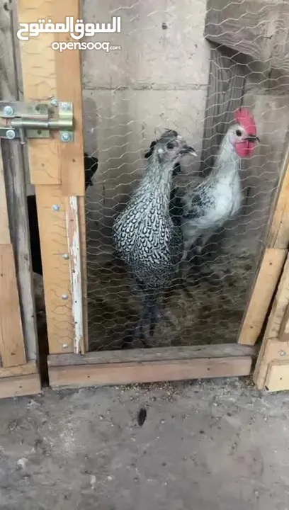 جاج بلدي ديك 2 جاج بلدي 2