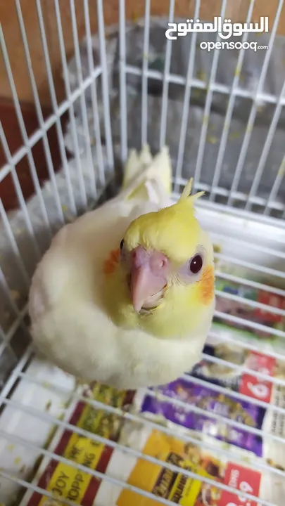 2 hand-feeding cockateil chicks tamed and friendly