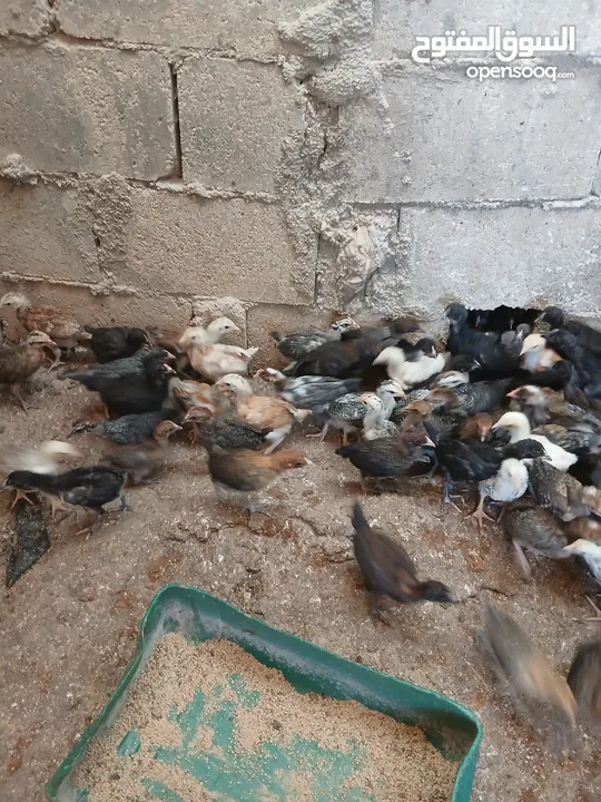 فرخات عمر شهر ونص مطعمات جاهزات سراحات صحه وعافيه ولله الحمد