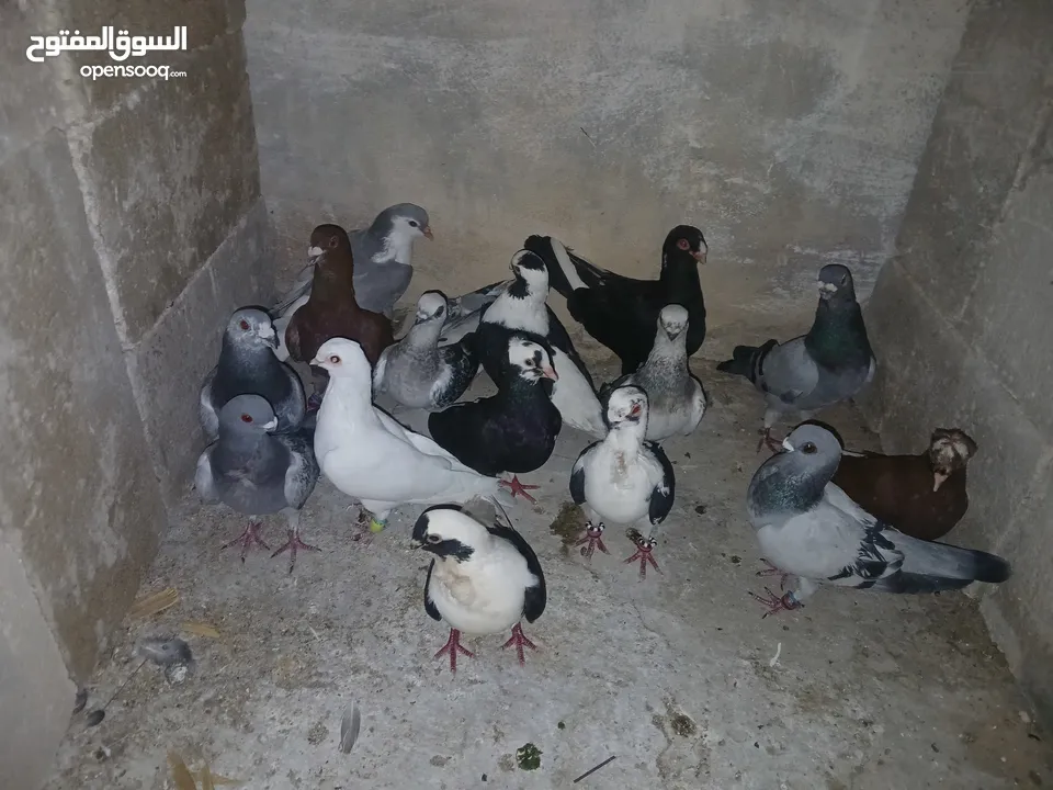 كوم كامل للبيع  دينارين ونص الحبه زق وكش الفحول كلها كش