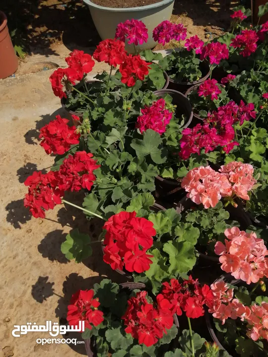 مشاتل المملكة الزراعية لتنسيق الحدائق