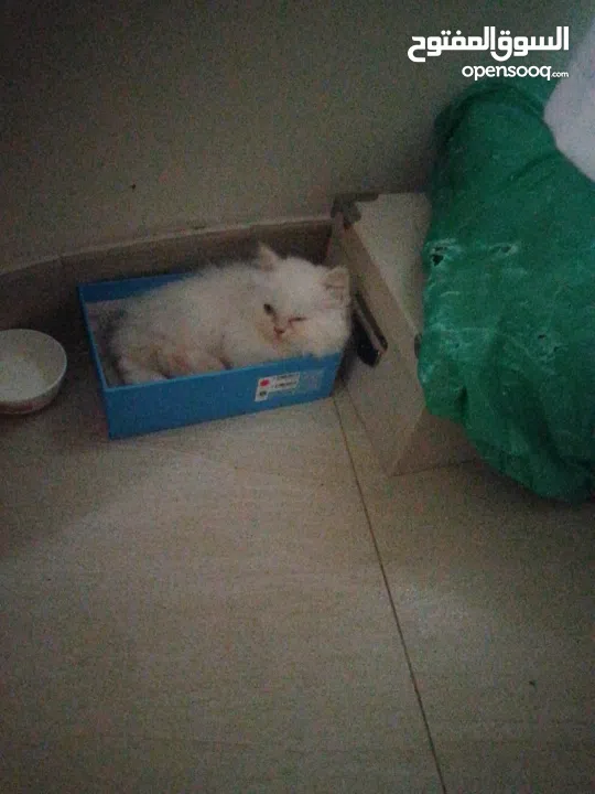 beautiful kitten 2 month old for sale