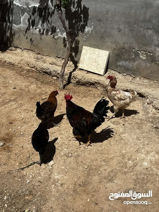 جاج للبيع جاج