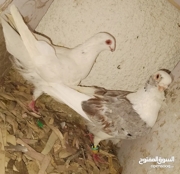 حمام جواز بصلات على نبي الحبه ب دينارين واغلبو تحتيو فراخ وبيض