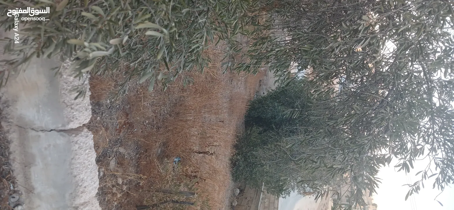 قطعه ارض للبيع حي الأحمد مطله على 3 شوارع مهويه من جميع النواحي مزروعه ومسوره دكه