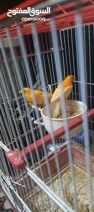 كنار بصلاه عالنبي