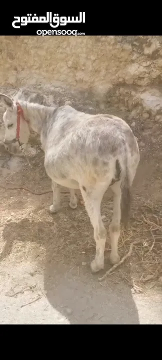 حماره للبيع